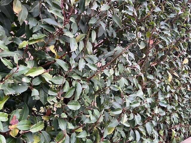 Das Grundstück in Sulzbach 